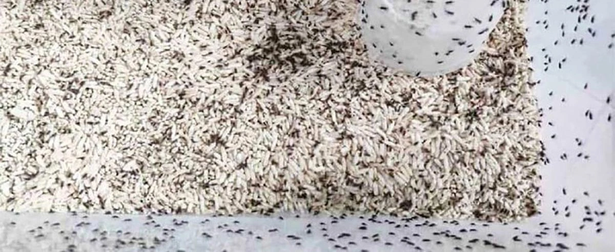 فضله موش در برنج