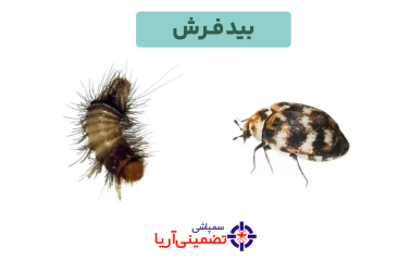 سمپاشی بید فرش