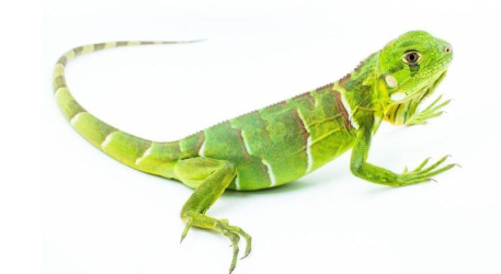 سمپاشی مارمولک