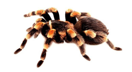 سمپاشی رتیل